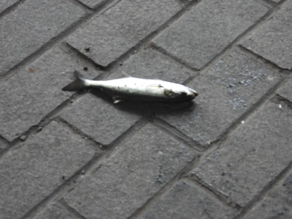 59.jpg